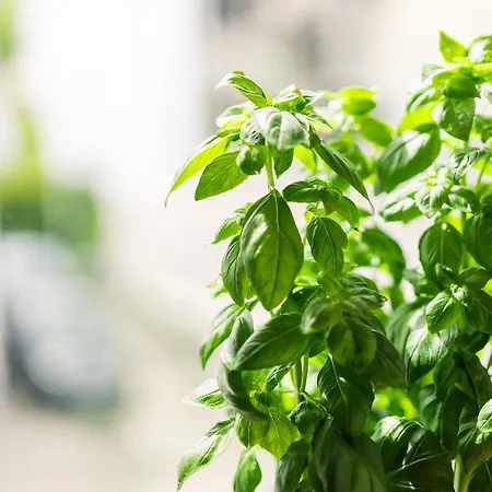 Lejlighed Einzimmer Wohlfuehlapartment Drei Klimatisiert